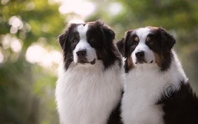 Australian Shepherd, Aussie, tv&#229; fluffiga hundar, husdjur, s&#246;ta djur, vit svart hund