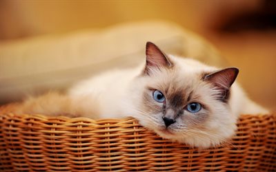 Ragdoll, close-up, denectic cat, cute animals, basket, cats, pets, Ragdoll Cats