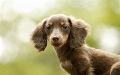 dachshund, puppy, pets, dogs, close-up, brown dachshund, cute animals, dachshund dog