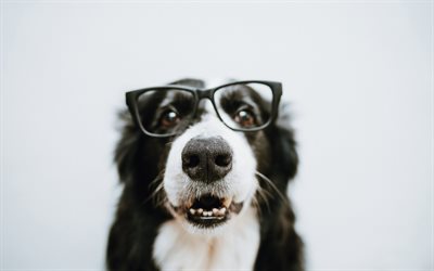 Border Collie, funny black dog, pets, dog with glasses, portrait, dogs