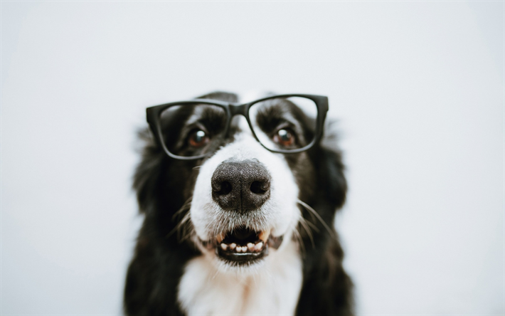 بوردر, مضحك الكلب الأسود, الحيوانات الأليفة, الكلب مع النظارات, صورة, الكلاب