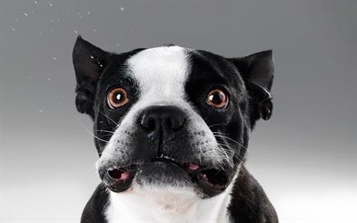bulldog francese, close-up, cani, cane carino, cucciolo, nero bulldog francese, animali domestici, animali, bulldogs