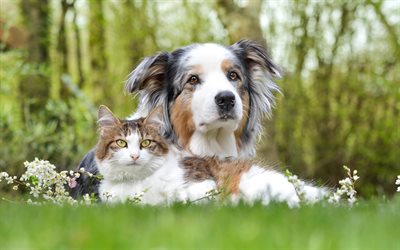 cat and dog, friendship, cute animals, green grass, Australian Shepherd Dog, Aussie, white brown cat, dogs