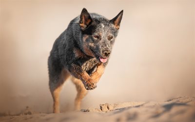 Australian Cattle Dog, c&#227;o de corrida, Blue Heeler, areia, cachorros, Australiano Bouvier C&#227;o, animais de estima&#231;&#227;o, Australiano Heeler, Queensland Heeler