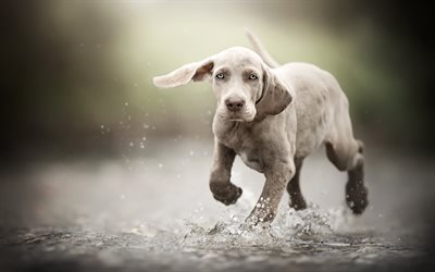 weimaraner, running puppy, river, water, cute animals, gray puppy, blue eyes, pets, dogs