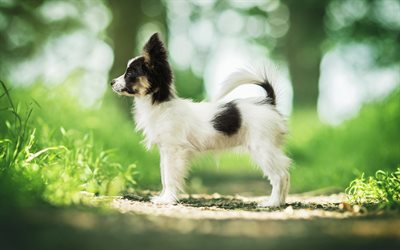 Papillon Dog, small puppy, Continental toy spaniel, forest, pets, small dogs, puppies, cute animals, dogs