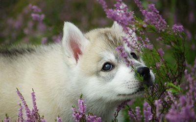 Husky, lavendel, husdjur, valp, close-up, s&#246;ta djur, Siberian Husky, liten Husky, s&#246;t hund, hundar, Siberian Husky Hund