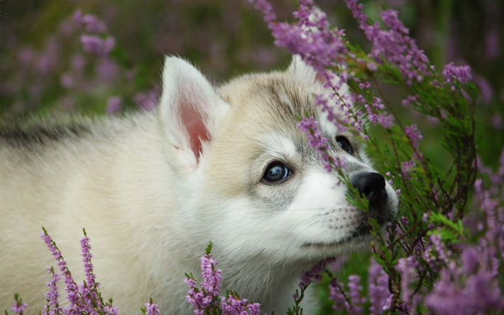 ハスキー, ラベンダー, ペット, 子犬, 近, かわいい動物たち, シベリアンハスキー, 小さなハスキー, かわいい犬, 犬, シベリアンハスキー犬