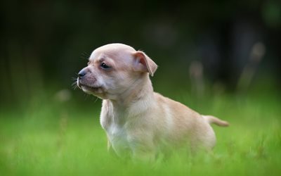 Chihuahua, prato, cucciolo, cani, verde, erba, piccoli chihuahua, amici, animali, animali domestici, Cane Chihuahua