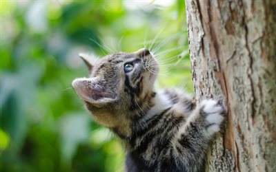 gray kitten, cat climbs a tree, cute animals, American Shorthair cat, small kitten, pets, cats