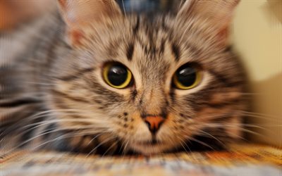 American Wirehair Gato, close-up, animais de estima&#231;&#227;o, animais fofos, arte, gatos, os gatos dom&#233;sticos, American Wirehair