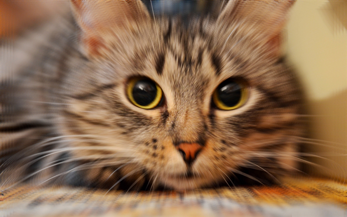American Wirehair Gato, close-up, mascotas, animales lindos, el arte, los gatos, los gatos dom&#233;sticos, American Wirehair