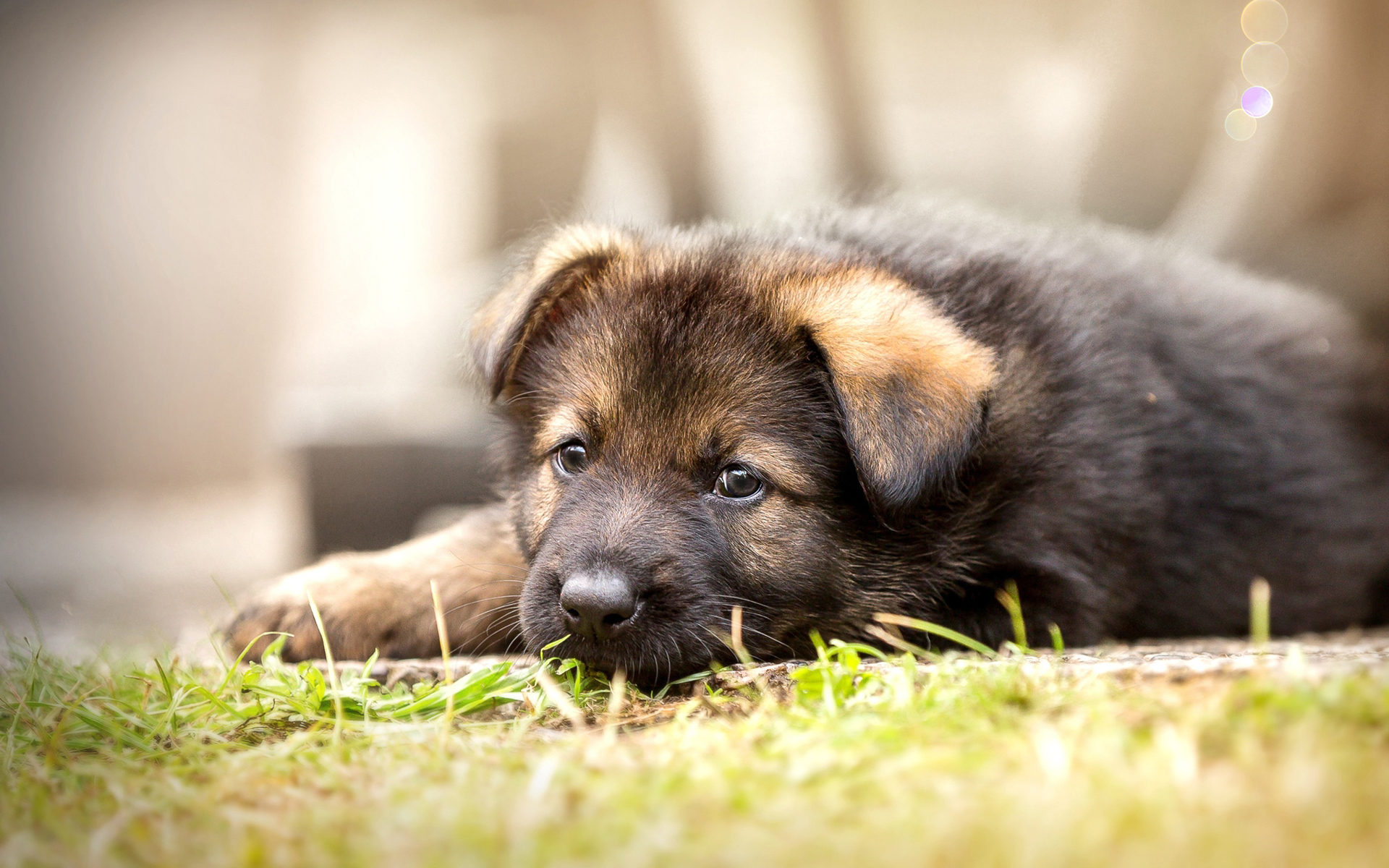 ダウンロード画像 ドイツの羊飼い 近 子犬 かわいい動物たち 犬 ボケ ジャーマンシェパードドッグ ペット 画面の解像度 19x10 壁紙デスクトップ上
