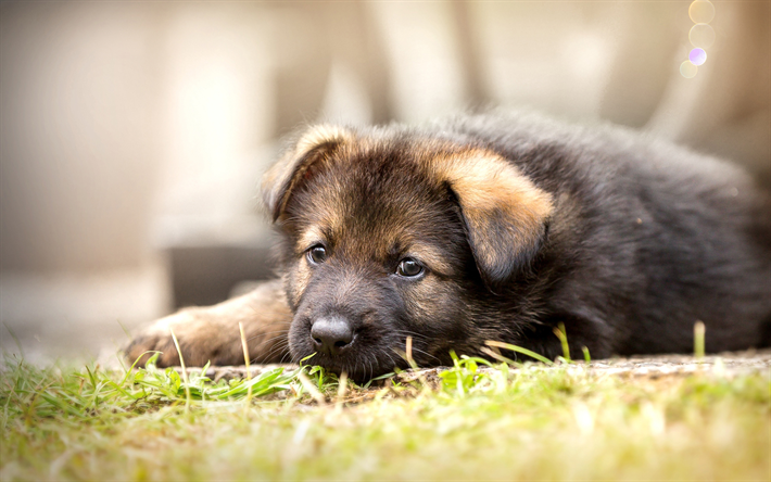 German Shepherd, close-up, puppy, cute animals, dogs, bokeh, German Shepherd Dog, pets