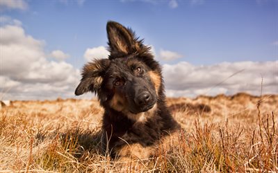 Little German Shepherd, cute puppy, pets, dog on the field, big ears, dogs