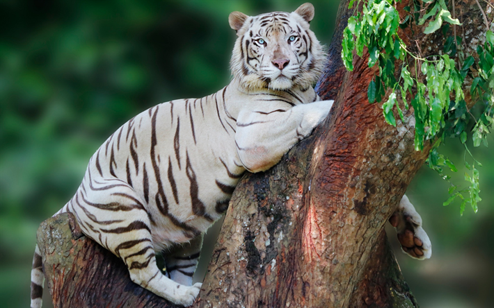 white tiger, rovdjur, tiger p&#229; ett tr&#228;d, tigrar, farliga djur