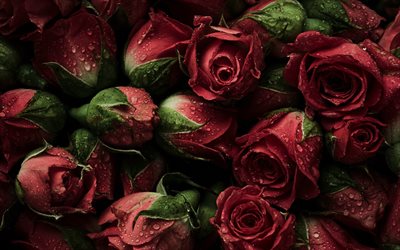 punaiset ruusut kimpussa, 4k, l&#228;hikuva, kimppu ruusuja, kaste, bokeh, punaiset kukat, ruusut, silmut, punaisia ruusuja, kauniita kukkia