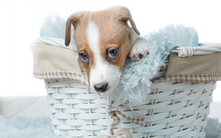 Jack Russell Terrier, filhote de cachorro, pouco bonito c&#227;o, animais de estima&#231;&#227;o, filhote de cachorro em uma cesta, animais fofos, c&#227;es