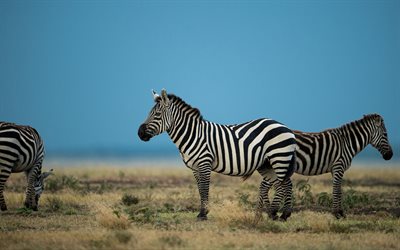 zebras, wilde tiere, afrika, feld, zebra, wilde natur