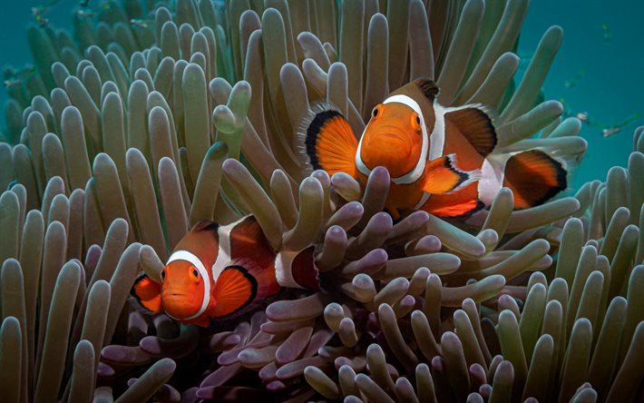 clownfish, Amphiprion, orange fish, underwater world, corals, beautiful fish, Amphiprioninae