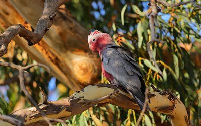 Galah, pink and gray cockatoo, parrots, cockatoo, rose-breasted cockatoo, tropical birds, pink parrot