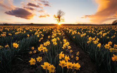 Skagit Valley, daffodils, wildflowers, evening, sunset, daffodil field, yellow flowers, Washington State, USA