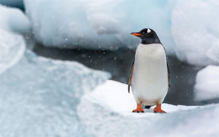 Pinguino, Antartide, neve, ghiaccio
