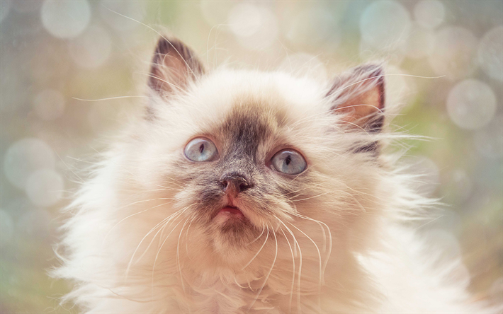 fluffy big cat, Siamese cat, cute animals, gray eyes, pets, cats