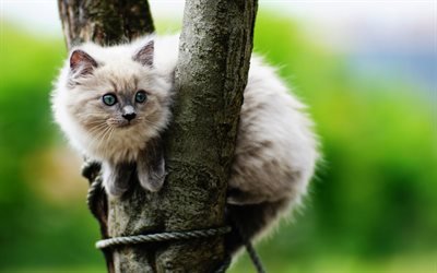 balinese, fluffy beige cat, cute animals, cat on tree, pets, cats