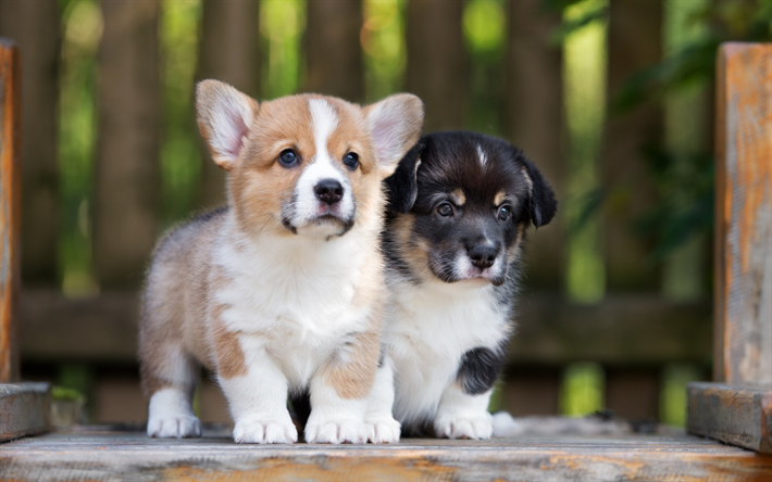 Welsh Corgi, cute little puppies, pets, small dogs, puppies