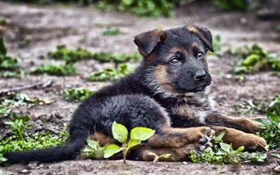 German Shepherd puppy, close-up, bokeh, pets, small German Shepherd, forest, cute animals, dogs, German Shepherd Dog
