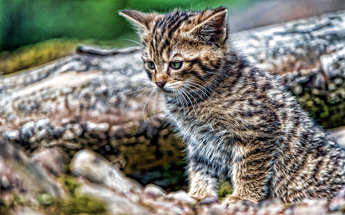 American Shorthair Cat, 4k, kitten, close-up, HDR, domestic cats, cat in forest, pets, small cat, cats, cute cats, American Shorthair