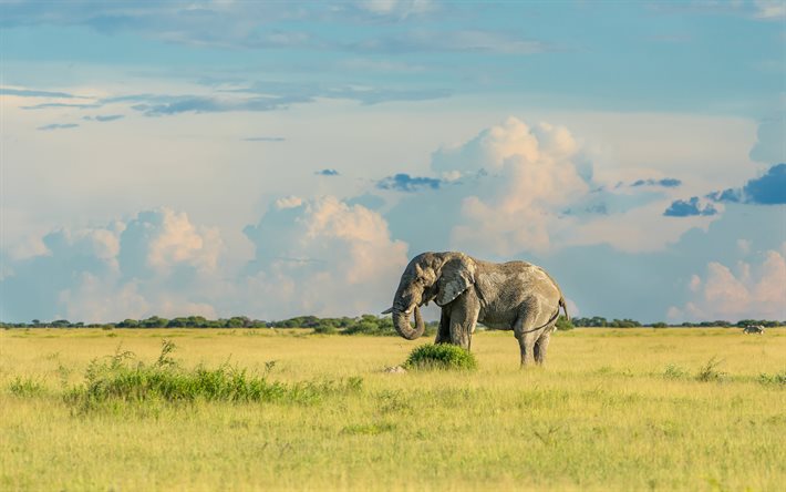 Grand éléphant, Afrique, matin, lever de soleil, éléphant gris, faune, éléphants
