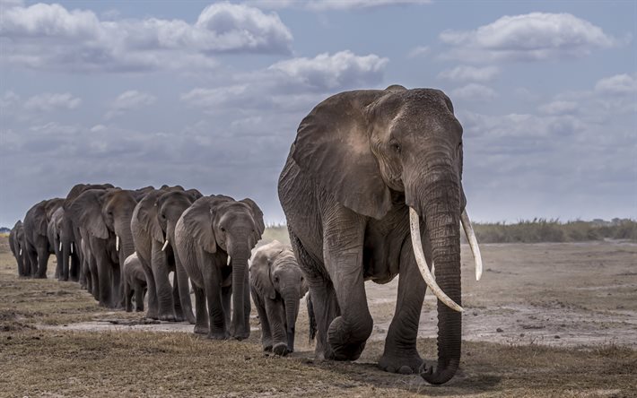 norsuja, villieläimiä, lauma norsuja, norsujen perhe, pienet norsut