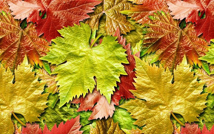 4k, feuilles color&#233;es d’automne, macro, textures de feuilles, concepts d’automne, textures feuillus, fond avec des feuilles, automne