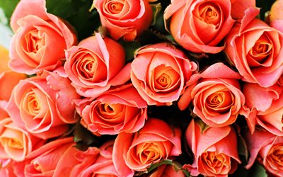 الورود الوردية, 4 ك, ماكرو Macro, زهور وردية, بهتان الالوان, الورود, براعم, ورد وردي باقة, الأزهار الجميلة, الخلفيات مع الورود, براعم وردية