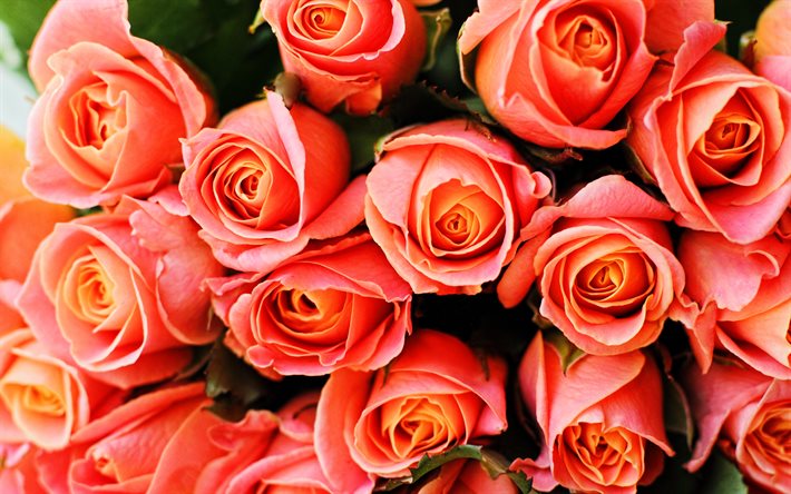 vaaleanpunaiset ruusut, 4k, makro, vaaleanpunaiset kukat, bokeh, ruusut, silmut, vaaleanpunaiset ruusut kimppu, kauniit kukat, taustat ruusuilla, vaaleanpunaiset silmut