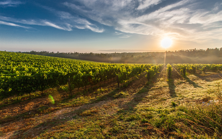 Toscana, viinitarhat, sunset, kes&#228;ll&#228;, aamulla, Euroopassa, Italia