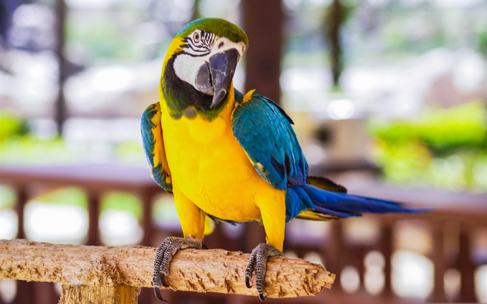 Azul y amarillo guacamayo, parrot, hermoso p&#225;jaro amarillo, loros, Ara ararauna