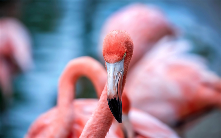 flamingo, pink bird, lago, hermosas aves