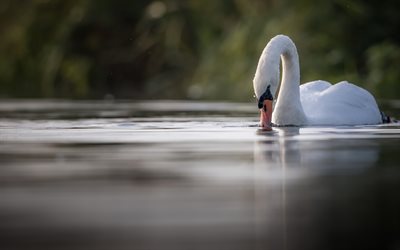 el cisne blanco, lago, hermoso p&#225;jaro, el agua, las aves, los cisnes