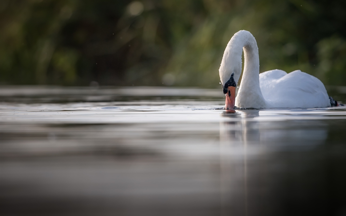 white swan, lake, beautiful bird, water, birds, swans