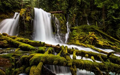 Superior Downing Creek Falls, una cascada, bosque, verde musgo, estados UNIDOS, Oregon