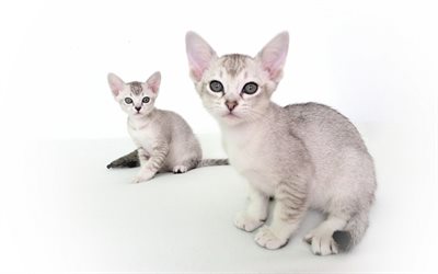 Asian cat, Malayan cat, gray kitten, cute animals, pets, cats