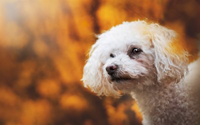 Poodle, autumn, curly dog, white poodle, bokeh, pets, cute animals, dogs, Poodle Dog