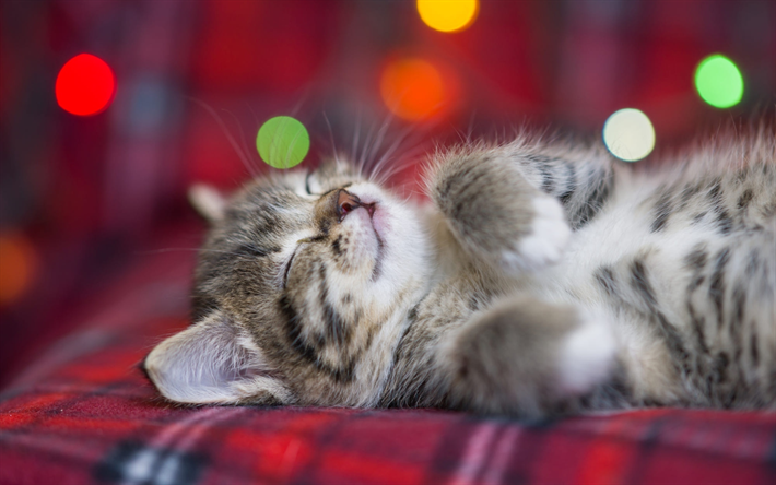 American Wirehair Cat, kitten, pets, bokeh, cute animals, gray cat, domestic cats, American Wirehair