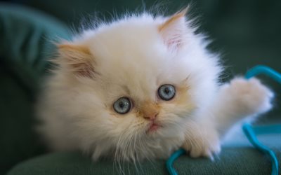 Persian kitten, blue eyes, cute animals, close-up, white cat, cats, domestic cats, pets, white kitten, Persian Cat