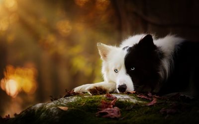 Border Collie, black and white dog, beautiful dog, cute fluffy dogs, pets, dogs