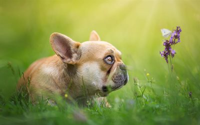 french bulldog, brown puppy, butterfly, cute animals, green grass, puppies, dogs