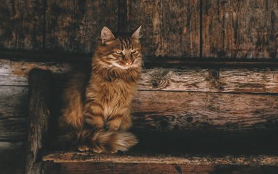 4k, Maine Coon, bokeh, fluffy cat, close-up, cute animals, brown Maine Coon, pets, cats, domestic cats, Maine Coon Cat